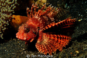 taken on a rainy day at bunaken,manado,indonesia,10 m dep... by Jan Maringka 